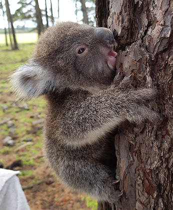Baby Koala